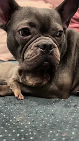 Ce n’est même pas son bébé #Labouledoguerie #chiot #bouledoguefrançais 