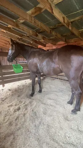 Mmm, tasty😋 #fyp #horsetok #horsesoftiktok #horses #equestrian #tennesseewalkinghorse #animals 