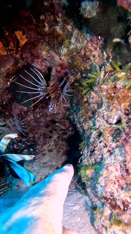 Nest of LIONFISH let me stick my hand in there 🤔 #viral #oceanslife #scubadiving #poisonous #underwater #venomous  #sea #lionfish 