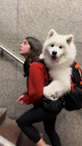 My giant sack of fluff ☁️ #samoyed #samoyedsoftiktok #dogsoftiktok #nyc #viral 