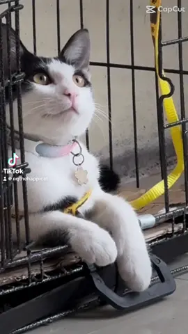 Anh ấy tên Ngọc Quý 😻@happicat😼  @ngocquythetuxedo 