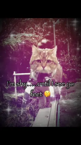 I’m shy... until i see yo feet #cat #catsoftiktok #vyypilgrim72 #sillycat #kitten #undergroundmusic #fyp #trending #fyppppppppppppppppppppppp 