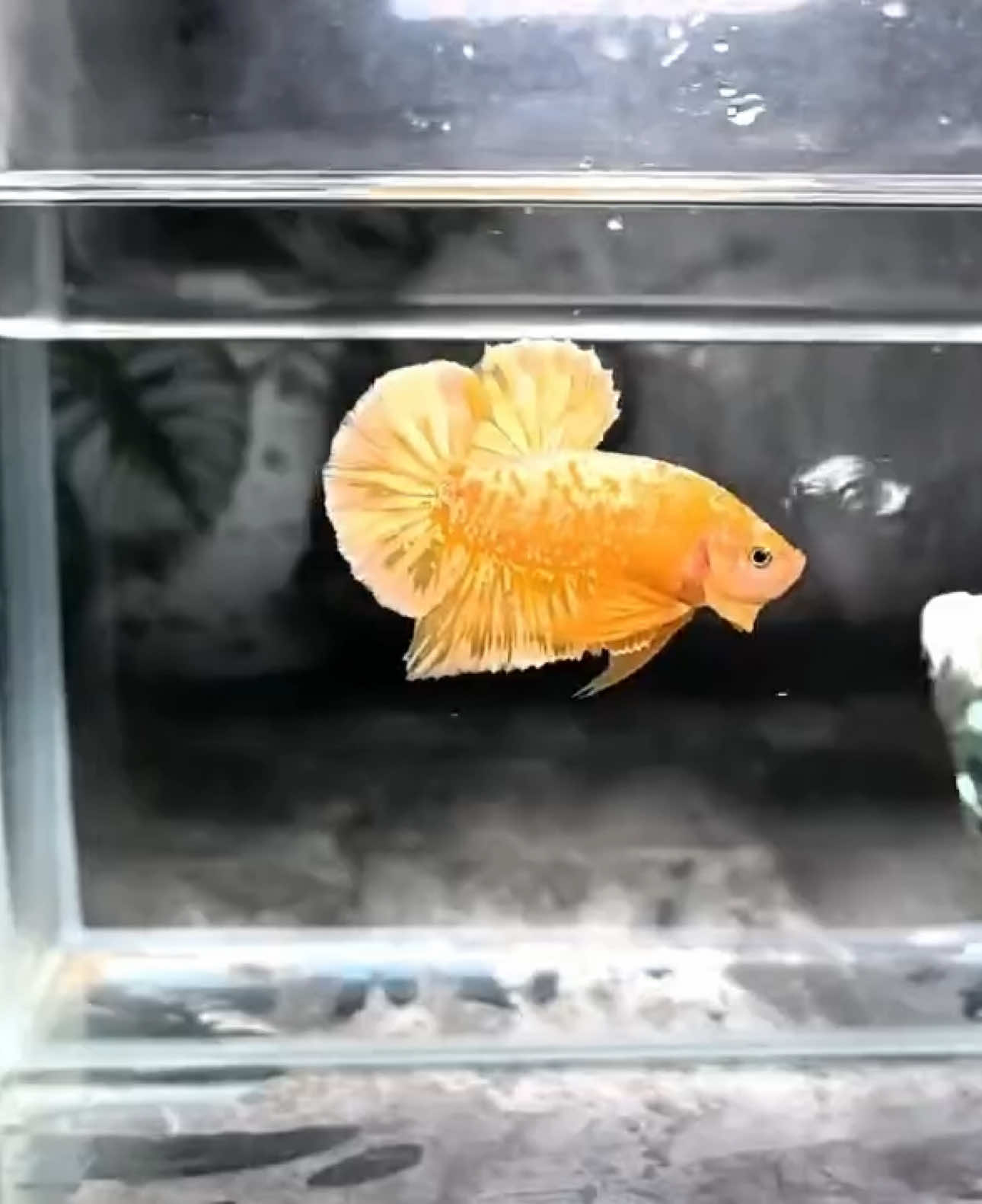 Super Yellow Gold Galaxy VVIP ⭐️⭐️⭐️⭐️⭐️