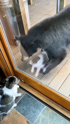 Cat vs All 🤣🤣 #catsoftiktok #cats #funnycats 