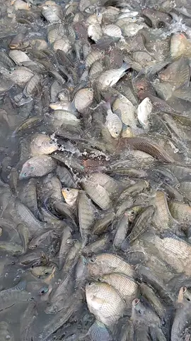 হাইব্রিড তেলাপিয়া মাছ  #গ্রামবাংলা🥰🥰🥰🥰🥰🥰🥰  #Foryou #viralvideo #amaizingvideos #Fishing_Techniques_Bd  #unfrezzmyaccount 