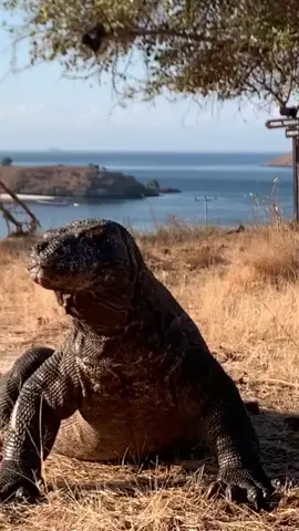 #komododragon #tamannasionalkomodo #labuanbajoindonesia #salamlestari #fypviralシ #fypシ  Taman Nasional Komodo NTT 🇮🇩