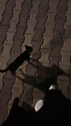 صديقي الجديد 😽