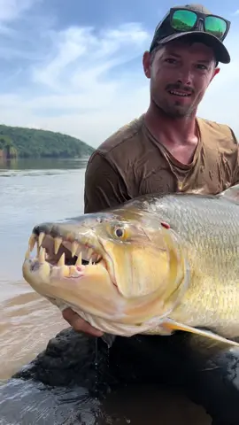 BIG Goliath Tiger Fish - Fishing in the Congo We will be offering trips for Goliathtigerfish on the Congo river & my wealth of knowledge to give you the best chances, staying at a beautiful lodge with full support from my new partners! We are now offering trips throughout the year in march & from June through to September any enquiries please email to Extremeangler13@gmail.com 😍 best regards David & Kibamba. Anyone who has emailed in please bear with me I should be I replying to all in the next couple of days thank you. #goliathtigerfish #tigerfish #tigerfishing #livebaitfishing #predatorfish #extremefishing #extremefishingadventures #congoriver #fishing #riverfishing #freshwaterfishing #fishinglife #fishingislife #fishing🐟 #fishing🎣 #fishingaddict #rivermonsters #rivermonster #catmastertackle #africa #republicofcongo #wildfishing7  #brazzaville #kinshasa #congolese #monsterfishkeepers #monsterfish   #Congotravel #congotraveldrc #wildfishingadventure 
