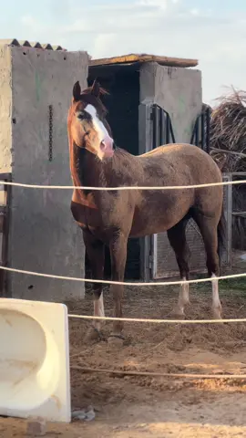 #جدول #تبارك_الله #اذكروا_الله #اذكرو_الله_يذكركم #ماشاءالله_تبارك_الله #ماشاء_الله #الله_يبارك😉❤️🖐🏻 #ربي_يبارك_مشالله❤ #ربي_يبارك_في_ارزاق_الجميع #خيل #خيل_وخياله🐎 #دوز #دوز_الجنوب_التونسي🌴❤🧿📸 