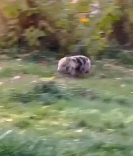 #pig #piglet #pigs #cutepigs#cute#cuteanimals#animals#farm#farmanimals#babyanimals#piggy#pigsoftiktok #repost #funny#hilarious#cute#adorable#adorablepets#pet#petpig#foryou#fyp#trending#tiktok#PetsOfTikTok #family#cool#funny#relaxing#bestofpigs#pig#Love#happy#joy#cuteness#cutenessoverloaded #babypig#babypigs 