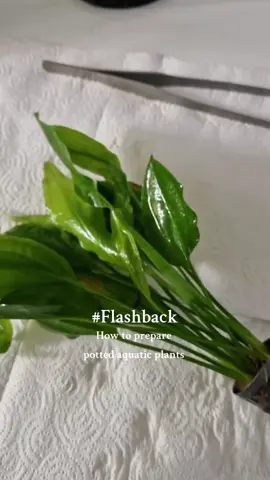 How to prepare potted live aquatics plants ✌🏼 #aquarium #plants #aquascape #fishtank #aquaticplants #fishtok 
