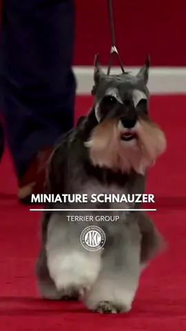 Sporty good looks and an outgoing personality make the portably-sized Miniature Schnauzer an ideal family dog. These sturdy little dogs enjoy lots of play time and make great watchdogs. #thisisakc #miniatureschnauzer #minischnauzer #schnauzer #minischnauzersoftiktok #dogs #dogsoftiktok