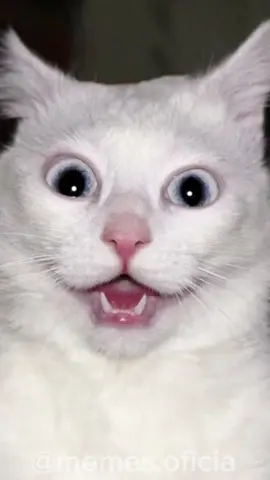 Tente não rir #tentenaorir #memes #humor #comedia #fyp #pets #cat #dog #desafio #foryou #gatos #cachorro #compiladodememes #memesbr