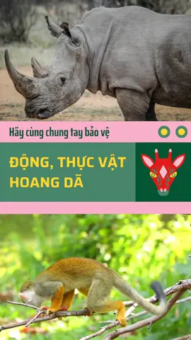 #baovedongvat  #dongvathoangda  #conkhi  #dongvattrongdanhsachdo 