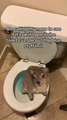 #CapCut #mama #wawa #cleaning #CleanTok #hyrax #meme #mom #MomsofTikTok #momlife #momtok #kids #kidsoftiktok #relatable #funny #laugh 