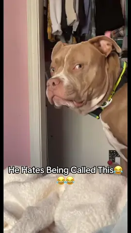 He Hates When He’s Called “Booty Flakers Shakers”😂😂😂😂😂 #pitbullsoftiktok #fyp 