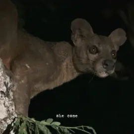 endangered/critically endangered species x sailor song❤️‍🩹this one hurt a lot to make #sailorsong #edit #animals #endangeredspecies #endangeredanimals #criticallyendangered #edits #animaledit #gigiperez #fernsnfawns #natureconservation #animalconservation #wildlifeconservation #videoedit #corecore #protectwildlife #climatechange #natgeo 