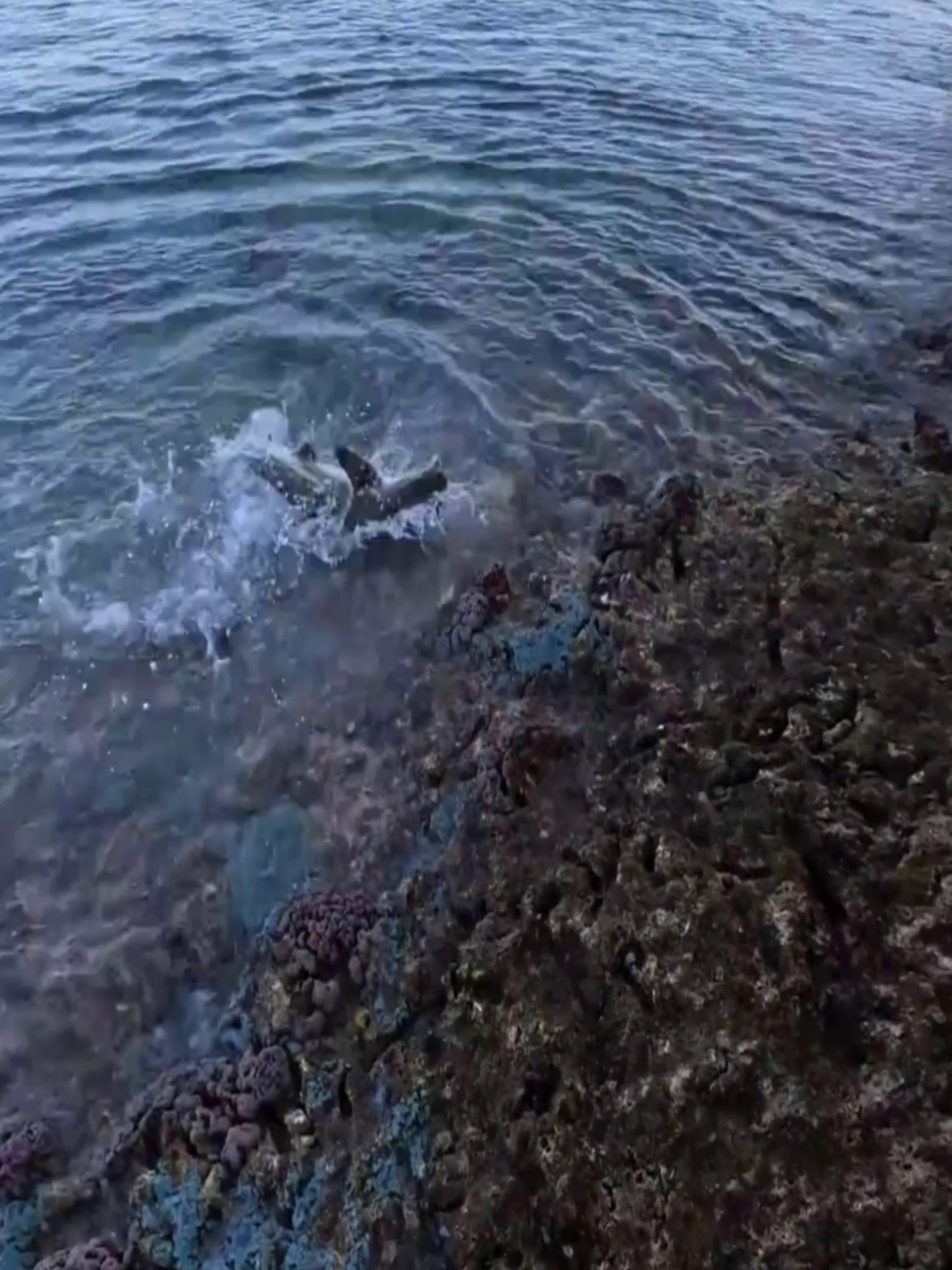 #outdoorsman #campinglifestyle #survivaltipps #viral