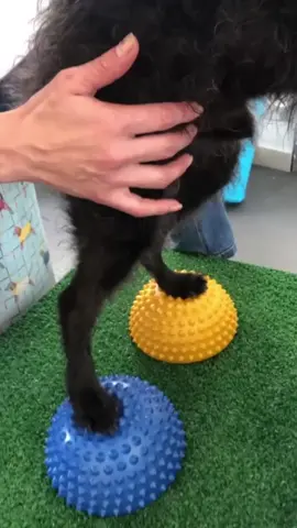 Você sabia que é possível personalizar o exercicio isométrico de acordo com a situação e necessidade de cada pet❓🤔 #CapCut #fyp #fypシ゚ #petintegraalphaville #fyyyyyyyyyyyyyyyy #Fitness #explore #explor #pov #pet #dog #viral_video #paratii 