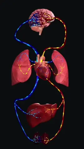 #Kamu_Harus_Tau #Salam_Sehat Video animasi by anatomia.repost