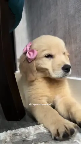 todavía sigo esperando a azul#fyp #parati #krhistalcallate #goldenretriever #azul 