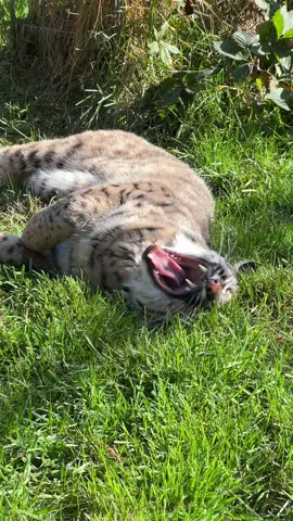 Bobcat Simba is settling in! 🫶 Originally in our quarantine area, recent resident Simba has been able to transition into sanctuary life at his own pace. Now, we’re happy to report Simba has adjusted and officially moved to his very own free-roaming habitat! 🌲🐾 As you can see, of all the things this boy now has to enjoy, grass is making his favorites! 🌾 #bobcat #bobcats #wildcat #wildanimal #wildanimalsanctuary #wildanimalrescue #wildcatrescue #wildcatsanctuary #animalsanctuary #newresidents #happycat #happycats 