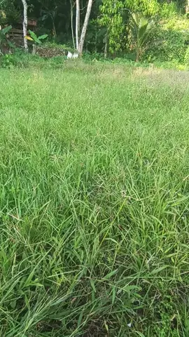 💪💪#sawah #ngarit #suket #masukberandafyp #4u #foruyou #4upage #pertenakmuda #rumput #fyp 