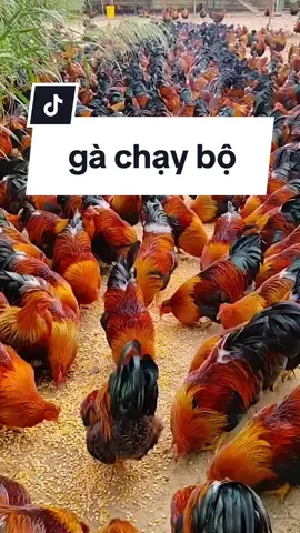 gà trống thiến #chănnuoicungban #xuhuong #trangtrai #chănnuôi #gàgiong🐓 