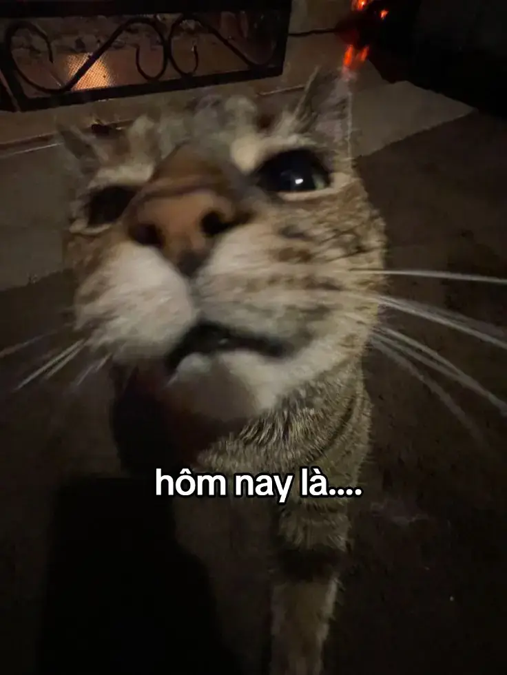 #cat #xuhuong #fyp #viral #foryou #dangkhoi2874 
