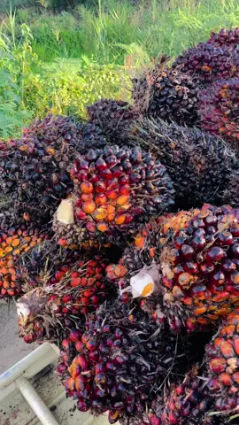 Hidup itu pilihan.                                               #fyp #sawitontiktok #fypシ゚ #lewatberanda #kontenhiburan #sawit #sawitinhu #sawitriau #petanimuda #pelangsir_buah_sawit #pemuatsawit #bosssawit #bossmuda 