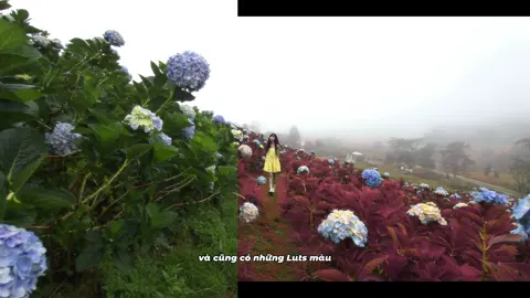 Mình tạo Luts màu cho điện thoại, các bạn có thể dùng để quay phim du lịch thử nhen!  #lutmaudienthoai #quayphimdienthoai #lutmauiphone #lutmausamsung #shotoniphone #shotonsamsung #iphone16pro #s24ultra #samsungs24ultra #iphonecinematic #saámungcinematicvlog