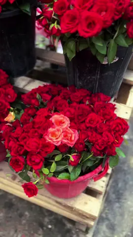 @Tag your favourite person 🥰❤️ . . . #flowers #flowervideo #flowervideography #cinematography #video #videography #shortvideo #newvideo #bd #bdtiktokofficial🇧🇩 #reels 