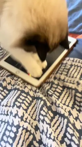 Try your kitty,they love the game. 😹#cat #cutecat #funny #catlover #kitten #kitty #meow #catoftiktok #catmom 