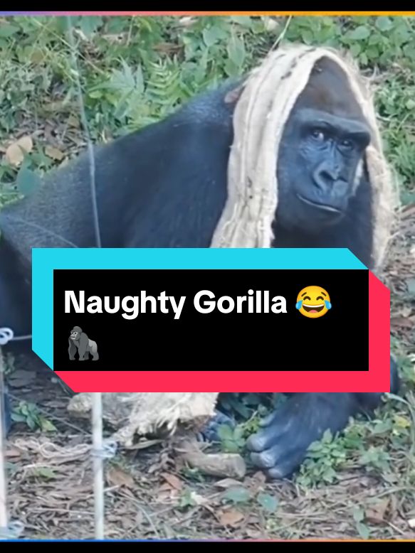 Mischievous Gorilla 😂🦍 Funny Moments I can't stop laughing 🤣😅#viralfunny #animals ##WildKids #FamilyFun #gorillazedit 