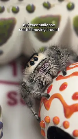 ⚠️very cute spider warning⚠️ having my boss check my work!!  . #ceramicstudio #jumpingspider #cutespider #ceramicsoftiktok 