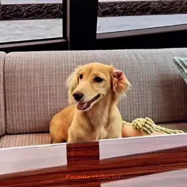 #LEOLECLERC i love this dog sm #ALEXANDRASAINTMLEUX #viral #fyp #formula1 #foryoupage #alexandrasaintmleuxedit #f1 #f1wags #ferrari #CHARLESLECLERC #charlesleclercedit #leoleclercedit @Alexandra Saint Mleux @Charles Leclerc 