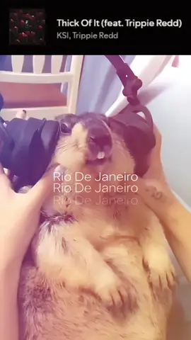 on everything this is 🔥 #rodentsoftiktok #fyp #cute #relatable #ksi 