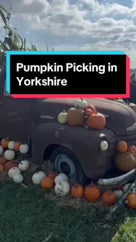 Follow Mr Yorkshire @Danny Malin #pumpkinpicking @Farmer Copleys #foryoupage #pumpkinseason #pumpkinpatch #foryoupage #yorkshire #pontefract #westyorkshire 
