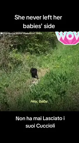 family Dog saved #foryou #dog #animal #puppy #abandoned #rescue #neiperteee #cane 