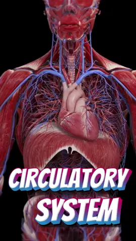 Circulatory System #fypシ゚viral #fypシ #science6 #quarter2 #heart #blood 