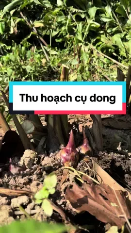 Người dân thu hoạch củ dòng làm miến dong ạ #sungbau #sungbau2002 #sungbau02 