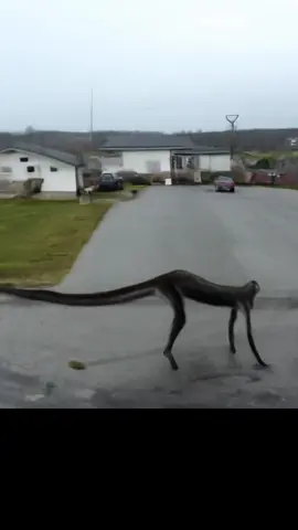 New sighting on sub urban security drone 😧. . #11vibes #skinwalker #creatures #horrorstory #horrortok #northamerica #usa #paranormal #shocking #monster #ai #creature 