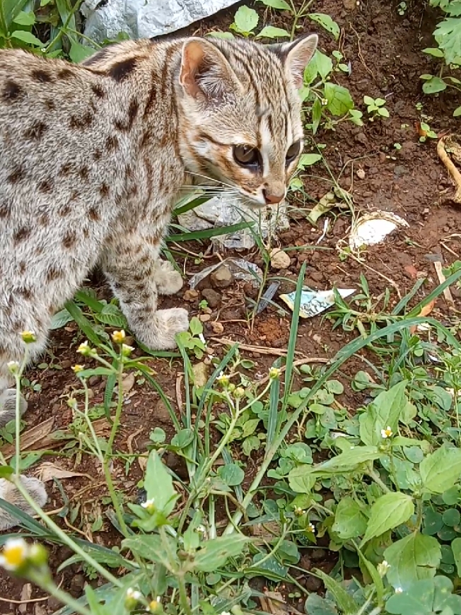 macan akar/ blacan teryata doyan rumput