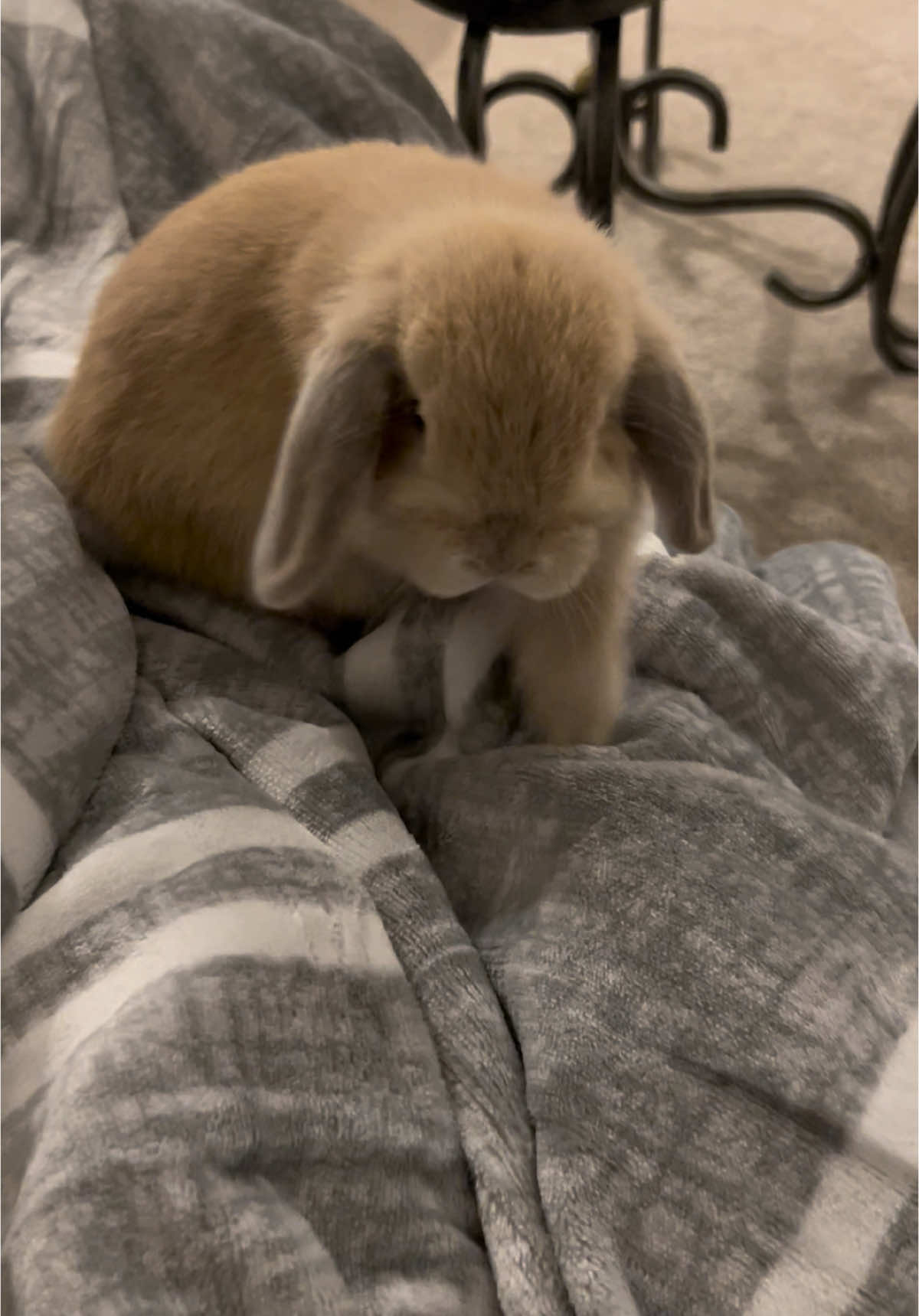 crying #bunny #cute #plutoprojector #rexorangecounty #fluffy #hollandlop #adorable #fyp #peanutalpha