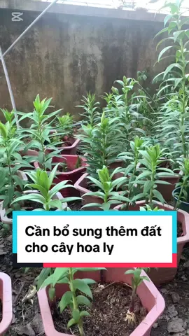 Cần bổ sung thêm đất cho cây hoa ly sau trồng 3-4 tuần #hoatet2025 #Hoaly #hoaquocviet_giongtotchomoinha #xuhuong 