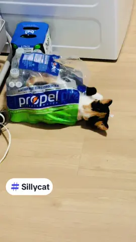 My silly Rosie will make anything into a toy #catsoftiktok #cat #catlady #catladytails #silly #funn #funny #catadventures #rosie #calico #calicocat #baby 