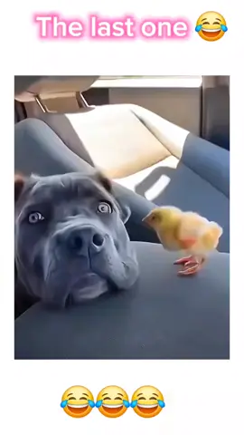look at the end 😂😂  #pet #cat #dog #cute #animals #foryou #typ