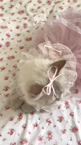 i’m in loveee with my little princess 🎀🤍🪽 #fyp #catsoftiktok #cutecat #catlover #coquette #coquetteaesthetic #pinkaesthetic #fypシ #explore 