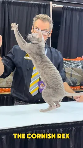 𝐌𝐄𝐄𝐓 𝐓𝐇𝐄 𝐁𝐑𝐄𝐄𝐃. 𝐓𝐡𝐞 𝐂𝐨𝐫𝐧𝐢𝐬𝐡 𝐑𝐞𝐱. 𝑂𝑙𝑖𝑣𝑒𝑤𝑎𝑣𝑧 𝑇ℎ𝑒 𝑃𝑒𝑟𝑓𝑒𝑐𝑡 𝑆𝑡𝑜𝑟𝑚.  The greyhound of the cat fancy.  Presented by judge Teresa Keiger and Albert Sweitzer. 2024 for CFA international Cat Show & Expo. #cfacatshow #cornish #cornishrexcats #cornishrexofinstagram #meow #cats101