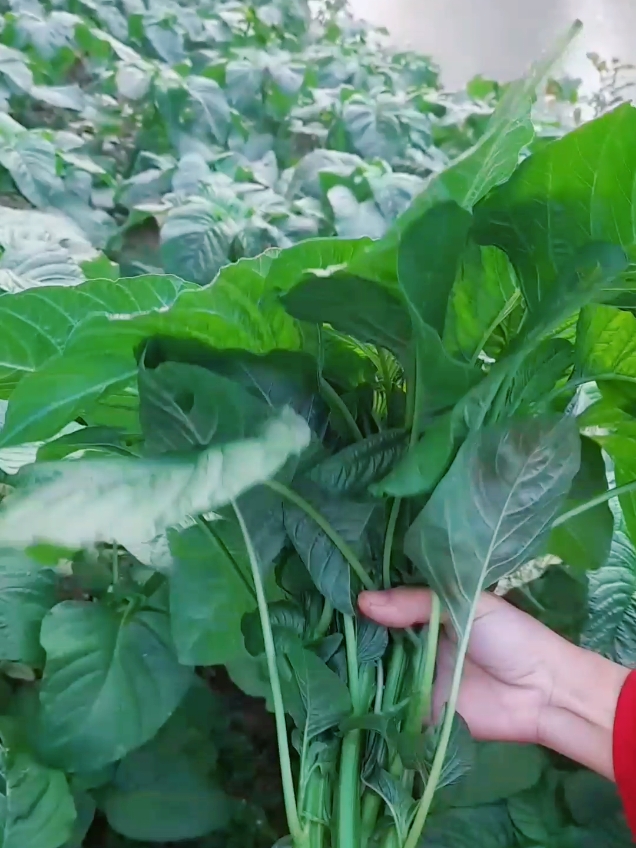 panen bayam potong lagi #CuanTanpaBatas #benihseribuan #tiktokshop 